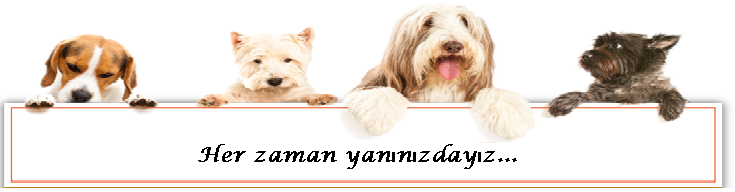 headerphoto
